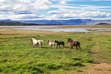 Fototapeta na wymiar Horses on Lago argentino in El Calafate, Patagonia, Argentina