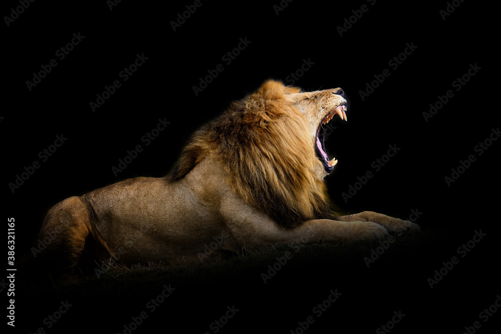 Canvas Prints lion isolated on black background