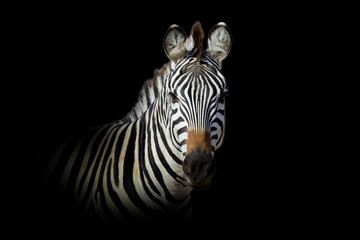 Zebra geïsoleerd op zwarte achtergrond
