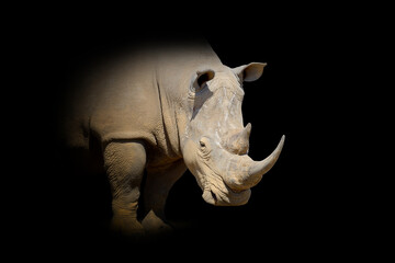 Rhino isolated on black background