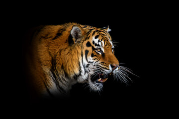 Fototapeta na wymiar Tiger isolated on black background