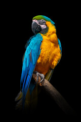 Parrot isolated on black background