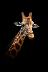 Giraffe isolated on black background - obrazy, fototapety, plakaty