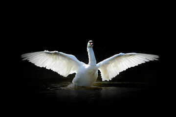 Swan isolated on black background