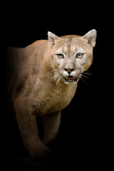 Cougar isolated on black background