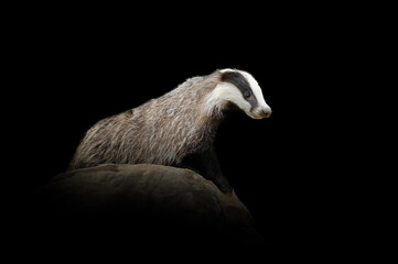 Badger isolated on black background