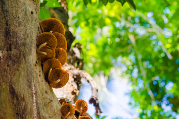 Brown Fungi is Growth on Top of Tree in the Tropical Forest.