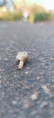 snail on the road