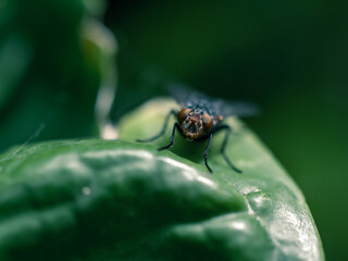 Close up of a fly on a leaf