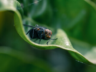 Close up of a fly on a leaf