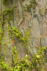 Yew Bark Detail - Bark of the Yew on a living tree. The bark was used to make Taxol - a drug to...