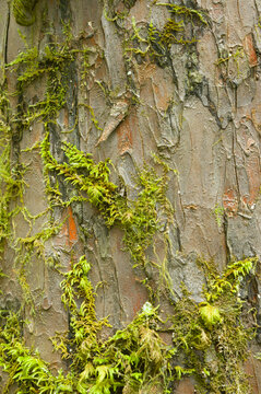 Yew Bark Detail - Bark of the Yew on a living tree. The bark was used to make Taxol - a drug to treat Ovarian cancer.