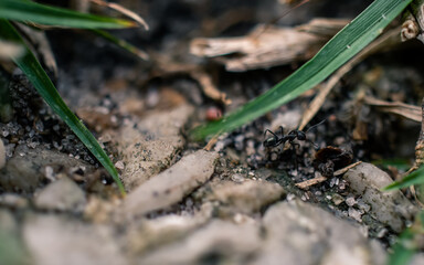 Closeup of the garden bed