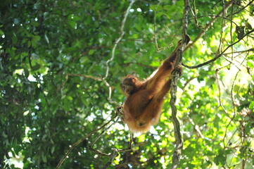 Wild orangutan youngster in natural jungle tropical rainforest in Borneo island, endangered species of mammal