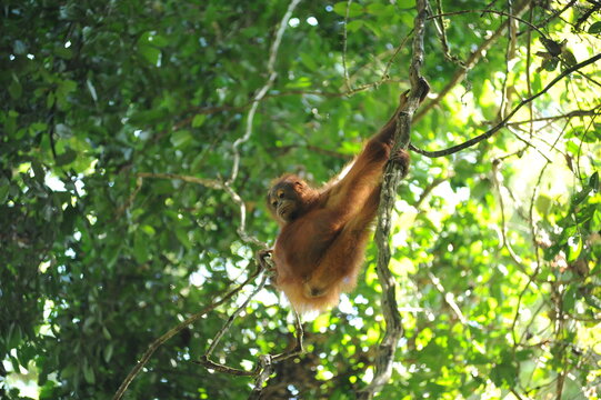 Wild Orangutan Youngster In Natural Jungle Tropical Rainforest In Borneo Island, Endangered Species Of Mammal