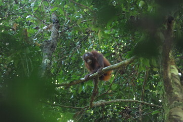 Wild orangutan youngster in natural jungle tropical rainforest in Borneo island, endangered species of mammal