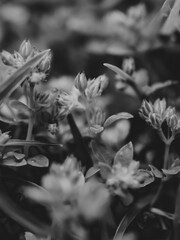 Fototapeta na wymiar Black and white close up of plants