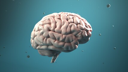 Human Brain