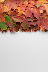 Border frame of colorful autumn leaves isolated on white background. Autumn, fall, thanksgiving day, nature concept. Flat lay, top view, copy space.