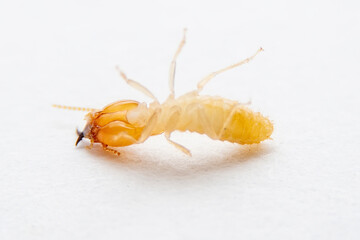 Small work termites lying to death on white background.