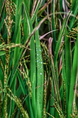 dew on the grass