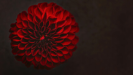 closeup red flower dahlia on dark background  - obrazy, fototapety, plakaty