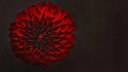 Foto op Canvas closeup red flower dahlia on dark background  © 8H