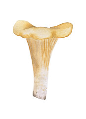 Chanterelle mushroom hand drawn watercolor isolated © inspiretta