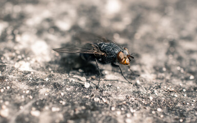 close up of a fly