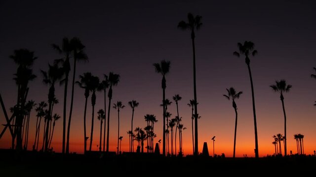 California summertime dusk twilight aesthetic, purple dramatic sunset. Palm tree iconic silhouettes on famous Venice beach, Santa Monica pacific ocean resort, Los Angeles CA USA. Atmospheric sundown.
