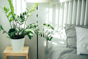 Scandinavian interior in gray and white colors. House plant green ficus in bedroom