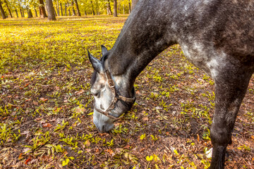 Horse Grazing in a Sunny Autumn Park