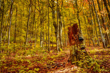 Fototapeta premium Old Tree Stump in a Young Autumn Forest