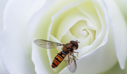 Working bee on a beautiful white rose