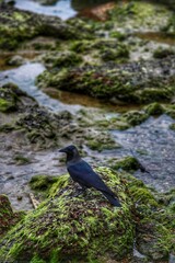 crow