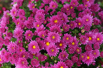 Late autumn purple chrysanthemum flowers with morning dew on it