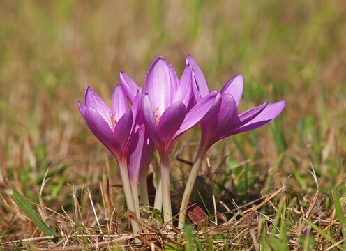 Purple flowers of autumn crocus on the meadow. Colchicum autumnale