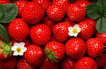 Ripe garden strawberry