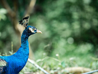 A beautifull male peacock photograph snap with amazing colors