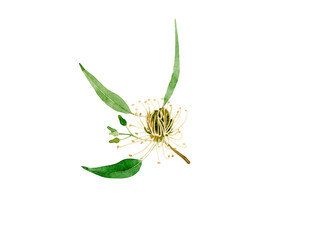 Watercolor hand drawn Eucalyptus illustration. Branch with leaves and flowers isolated on white background. Herbal medicine and aroma therapy. Cosmetics and medical plant.