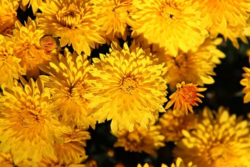 한국 인천시 부평구 부평문화의거리꽃축제입니다