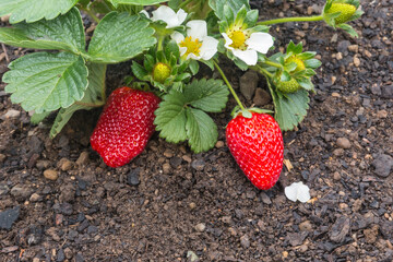 closeup of strawberry plant with ripe strawberries and flowers growing in organic garden