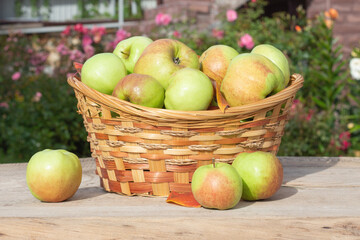 green apples in a wicker basket in a summer garden