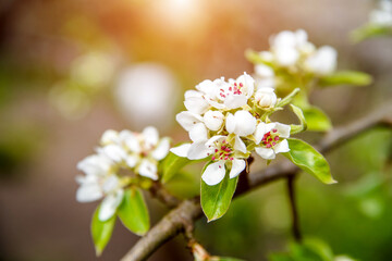 appletree blossom branch in the garden in spring
