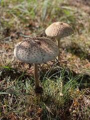mushroom in the forest