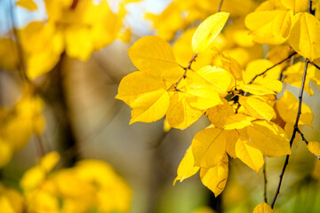 Autumn background-yellow leaves in the city Park
