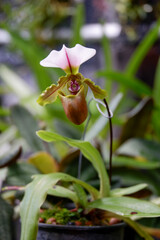 lady slipper or paphiopedilum orchid flower name is spicerianum