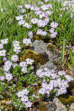 Spreading Phlox (Phlox Diffusa)