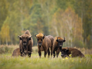 European bison family in Białowieża forest, Poland © Grzegorz
