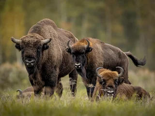 Afwasbaar Fotobehang Bizon European bison family in Białowieża forest, Poland